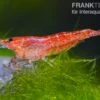 Bundle: 10 X Red Fire, Neocaridina Heteropoda Rot + Portion Javamoos -JBL || sera || TETRA Verkäufe 1560 Rote Zwerggarnele Neocaridina heteropoda var