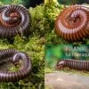Bundle: 5 X Millipede-Mix, Spirostreptus Spec. (5 Tausendfüsser) 2 Bundle: 5 X Millipede-Mix, Spirostreptus Spec. (5 Tausendfüsser) -JBL || sera || TETRA Verkäufe 5 x Millipede Mix Spirostreptus spec 1