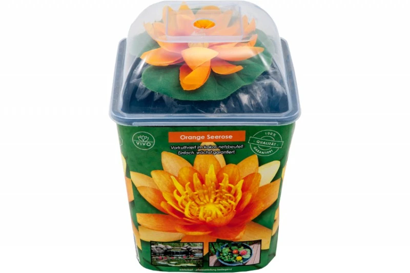 Orange Seerose, Nymphaea Sp. "Sioux" 3 Orange Seerose, Nymphaea Sp. "Sioux"