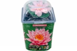 Rosa Seerose, Nymphaea Sp. "Fabiola"