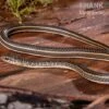 Ägyptische Sandrennnatter, Psammophis Sibilans -JBL || sera || TETRA Verkäufe Aegyptische Sandrennnatter Psammophis sibilans 01