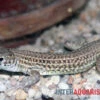Ägyptischer Pantherfransenfinger, Acanthodactylus Pardalis 2 Ägyptischer Pantherfransenfinger, Acanthodactylus Pardalis -JBL || sera || TETRA Verkäufe Aegyptischer Pantherfransenfinger Acanthodactylus pardalis 1