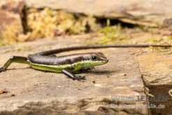 Afrika-Skink, Trachylepis Polytropis 7 Afrika-Skink, Trachylepis Polytropis -JBL || sera || TETRA Verkäufe Afrika Skink Trachylepis polytropis 3