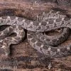 Afrikanische Eierschlange, Dasypeltis Scabra -JBL || sera || TETRA Verkäufe Afrikanische Eierschlange Dasypeltis scabra neu 1