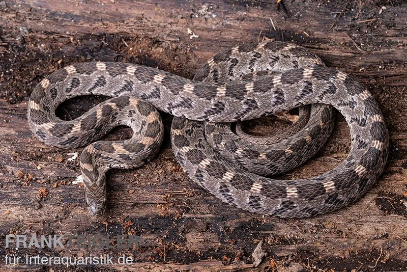 Afrikanische Eierschlange, Dasypeltis Scabra 3 Afrikanische Eierschlange, Dasypeltis Scabra