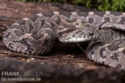 Afrikanische Eierschlange, Dasypeltis Scabra 11 Afrikanische Eierschlange, Dasypeltis Scabra -JBL || sera || TETRA Verkäufe Afrikanische Eierschlange Dasypeltis scabra neu 3