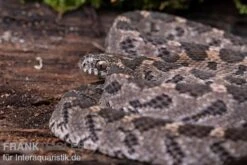 Afrikanische Eierschlange, Dasypeltis Scabra 12 Afrikanische Eierschlange, Dasypeltis Scabra -JBL || sera || TETRA Verkäufe Afrikanische Eierschlange Dasypeltis scabra neu 4