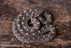 Afrikanische Eierschlange, Dasypeltis Scabra 13 Afrikanische Eierschlange, Dasypeltis Scabra -JBL || sera || TETRA Verkäufe Afrikanische Eierschlange Dasypeltis scabra neu 5