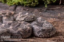 Afrikanische Eierschlange, Dasypeltis Scabra 14 Afrikanische Eierschlange, Dasypeltis Scabra -JBL || sera || TETRA Verkäufe Afrikanische Eierschlange Dasypeltis scabra neu 6