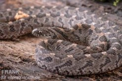 Afrikanische Eierschlange, Dasypeltis Scabra 15 Afrikanische Eierschlange, Dasypeltis Scabra -JBL || sera || TETRA Verkäufe Afrikanische Eierschlange Dasypeltis scabra neu 9