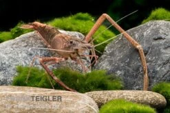 Afrikanische Flußgarnele, Macrobrachium Vollenhovenii -JBL || sera || TETRA Verkäufe Afrikanische Flussgarnele Macrobrachium vollenhov 2