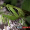 Afrikanische Gottesanbeterin, Sphodromantis Bioculata -JBL || sera || TETRA Verkäufe Afrikanische Gottesanbeterin Sphodromantis bioculata 1
