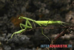 Afrikanische Gottesanbeterin, Sphodromantis Bioculata -JBL || sera || TETRA Verkäufe Afrikanische Gottesanbeterin Sphodromantis bioculata 3