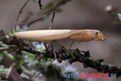 Afrikanische Gottesanbeterin, Sphodromantis Bioculata -JBL || sera || TETRA Verkäufe Afrikanische Gottesanbeterin Sphodromantis bioculata 4