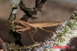 Afrikanische Gottesanbeterin, Sphodromantis Bioculata -JBL || sera || TETRA Verkäufe Afrikanische Gottesanbeterin Sphodromantis bioculata 5