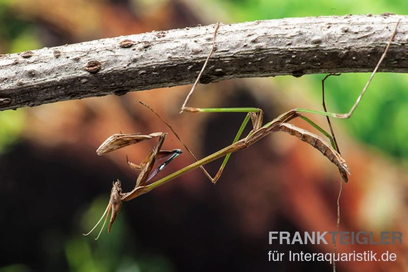 Afrikanische Gottesanbeterin, Idolomorpha Sp. Nigeria 3 Afrikanische Gottesanbeterin, Idolomorpha Sp. Nigeria