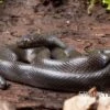 Afrikanische Hausschlange, Lamprophis Fuliginosus -JBL || sera || TETRA Verkäufe Afrikanische Hausschlange Lamprophis fuliginosus schwarz jpg