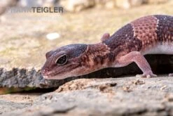 Afrikanischer Fettschwanzgecko, Hemitheconyx Caudicinctus 12 Afrikanischer Fettschwanzgecko, Hemitheconyx Caudicinctus -JBL || sera || TETRA Verkäufe Afrikanischer Fettschwanzgecko Hemitheconyx caudicinctus 1
