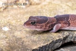 Afrikanischer Fettschwanzgecko, Hemitheconyx Caudicinctus 13 Afrikanischer Fettschwanzgecko, Hemitheconyx Caudicinctus -JBL || sera || TETRA Verkäufe Afrikanischer Fettschwanzgecko Hemitheconyx caudicinctus 2