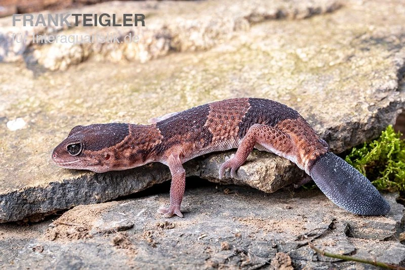 Afrikanischer Fettschwanzgecko, Hemitheconyx Caudicinctus 7 Afrikanischer Fettschwanzgecko, Hemitheconyx Caudicinctus – Bild 5