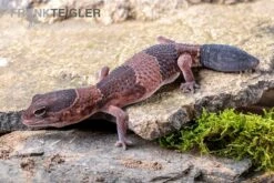 Afrikanischer Fettschwanzgecko, Hemitheconyx Caudicinctus 15 Afrikanischer Fettschwanzgecko, Hemitheconyx Caudicinctus -JBL || sera || TETRA Verkäufe Afrikanischer Fettschwanzgecko Hemitheconyx caudicinctus 4