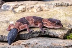 Afrikanischer Fettschwanzgecko, Hemitheconyx Caudicinctus 16 Afrikanischer Fettschwanzgecko, Hemitheconyx Caudicinctus -JBL || sera || TETRA Verkäufe Afrikanischer Fettschwanzgecko Hemitheconyx caudicinctus 5