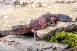 Afrikanischer Fettschwanzgecko, Hemitheconyx Caudicinctus 17 Afrikanischer Fettschwanzgecko, Hemitheconyx Caudicinctus -JBL || sera || TETRA Verkäufe Afrikanischer Fettschwanzgecko Hemitheconyx caudicinctus neu 1
