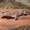Afrikanischer Fettschwanzgecko, Hemitheconyx Caudicinctus 1 Afrikanischer Fettschwanzgecko, Hemitheconyx Caudicinctus -JBL || sera || TETRA Verkäufe Afrikanischer Fettschwanzgecko Hemitheconyx caudicinctus neu 2