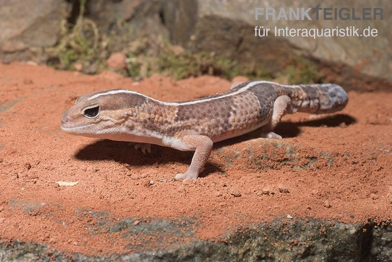 Afrikanischer Fettschwanzgecko, Hemitheconyx Caudicinctus 3 Afrikanischer Fettschwanzgecko, Hemitheconyx Caudicinctus