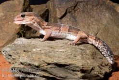 Afrikanischer Fettschwanzgecko, Hemitheconyx Caudicinctus 11 Afrikanischer Fettschwanzgecko, Hemitheconyx Caudicinctus -JBL || sera || TETRA Verkäufe Afrikanischer Fettschwanzgecko Hemitheconyx caudicinctus neu 3