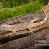 Afrikanischer Hausgecko, Hemidactylus Brookii -JBL || sera || TETRA Verkäufe Afrikanischer Hausgecko Hemidactylus brookii neu