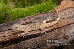 Afrikanischer Hausgecko, Hemidactylus Brookii
