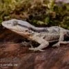 Afrikanischer Mauergecko, Tarentola Ephippiata -JBL || sera || TETRA Verkäufe Afrikanischer Mauergecko Tarentola ephippiata 01
