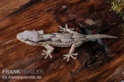 Afrikanischer Mauergecko, Tarentola Ephippiata -JBL || sera || TETRA Verkäufe Afrikanischer Mauergecko Tarentola ephippiata 03