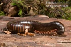 Afrikanischer Riesentausendfüßer, Archispirostreptus Gigas -JBL || sera || TETRA Verkäufe Afrikanischer Riesentausendfuesser Archispirostreptus gigas 03