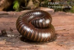 Afrikanischer Riesentausendfüßer, Archispirostreptus Gigas -JBL || sera || TETRA Verkäufe Afrikanischer Riesentausendfuesser Archispirostreptus gigas 05