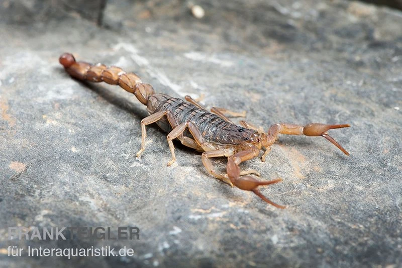 Afrikanischer Skorpion, Hottentotta Hottentotta 3 Afrikanischer Skorpion, Hottentotta Hottentotta