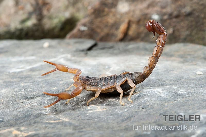 Afrikanischer Skorpion, Hottentotta Hottentotta 4 Afrikanischer Skorpion, Hottentotta Hottentotta – Bild 2