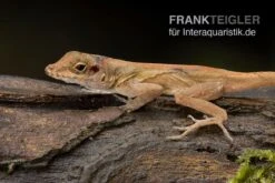 Kammanolis, Anolis Cristatellus 6 Kammanolis, Anolis Cristatellus -JBL || sera || TETRA Verkäufe Anolis cristatellus Weibchen