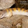 Apothekerskink, Scincus Scincus -JBL || sera || TETRA Verkäufe Apothekerskink Scincus scincus 1