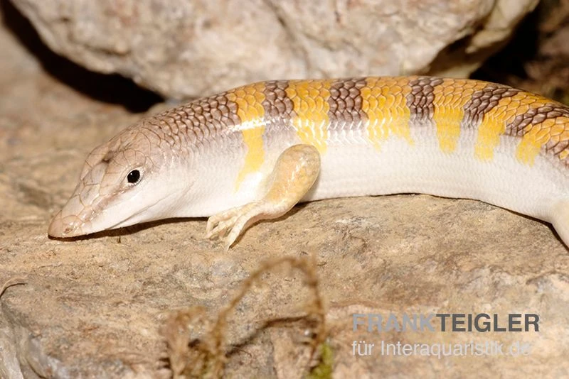 Apothekerskink, Scincus Scincus 4 Apothekerskink, Scincus Scincus – Bild 2