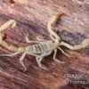 Arizona Bark Scorpion, Centruroides Sculpturatus 1 Arizona Bark Scorpion, Centruroides Sculpturatus -JBL || sera || TETRA Verkäufe Arizona Bark Scorpion Centruroides sculpturatus 1