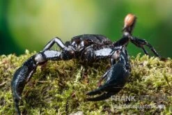 Asia-Skorpion, Heterometrus Longimanus -JBL || sera || TETRA Verkäufe Asia Skorpion Heterometrus longimanus 3
