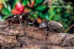 Atlaskäfer, Chalcosoma Atlas -JBL || sera || TETRA Verkäufe Atlaskaefer Chalcosoma atlas 3