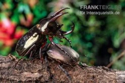 Atlaskäfer, Chalcosoma Atlas -JBL || sera || TETRA Verkäufe Atlaskaefer Chalcosoma atlas 5