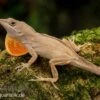 Bahama-Anolis, Anolis Sagrei -JBL || sera || TETRA Verkäufe Bahama Anolis Anolis sagrei 1