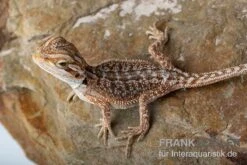 Bartagame, Pogona Vitticeps, Farbmix -JBL || sera || TETRA Verkäufe Bartagame Pogona vitticeps Dunner Red Bearded Dragon 5