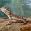 Bartagame, Pogona Vitticeps, Farbmix 2 Bartagame, Pogona Vitticeps, Farbmix -JBL || sera || TETRA Verkäufe Bartagame Pogona vitticeps Leatherback Striped 6