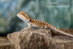 Bartagame, Pogona Vitticeps, Farbmix -JBL || sera || TETRA Verkäufe Bartagame Pogona vitticeps Red Bearded Dragon 11