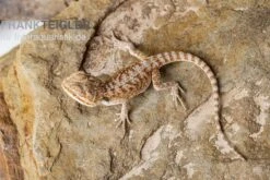 Bartagame, Pogona Vitticeps, Farbmix -JBL || sera || TETRA Verkäufe Bartagame Pogona vitticeps Red Bearded Dragon 3